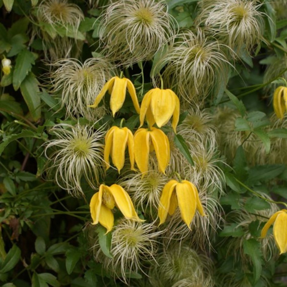 Клематис тангутский (Clematis tangutica)