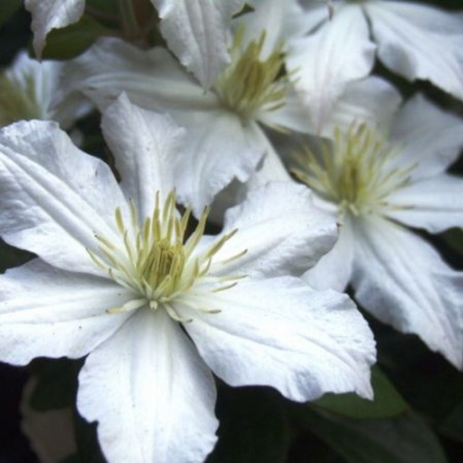 Клематис Clematis Arabella