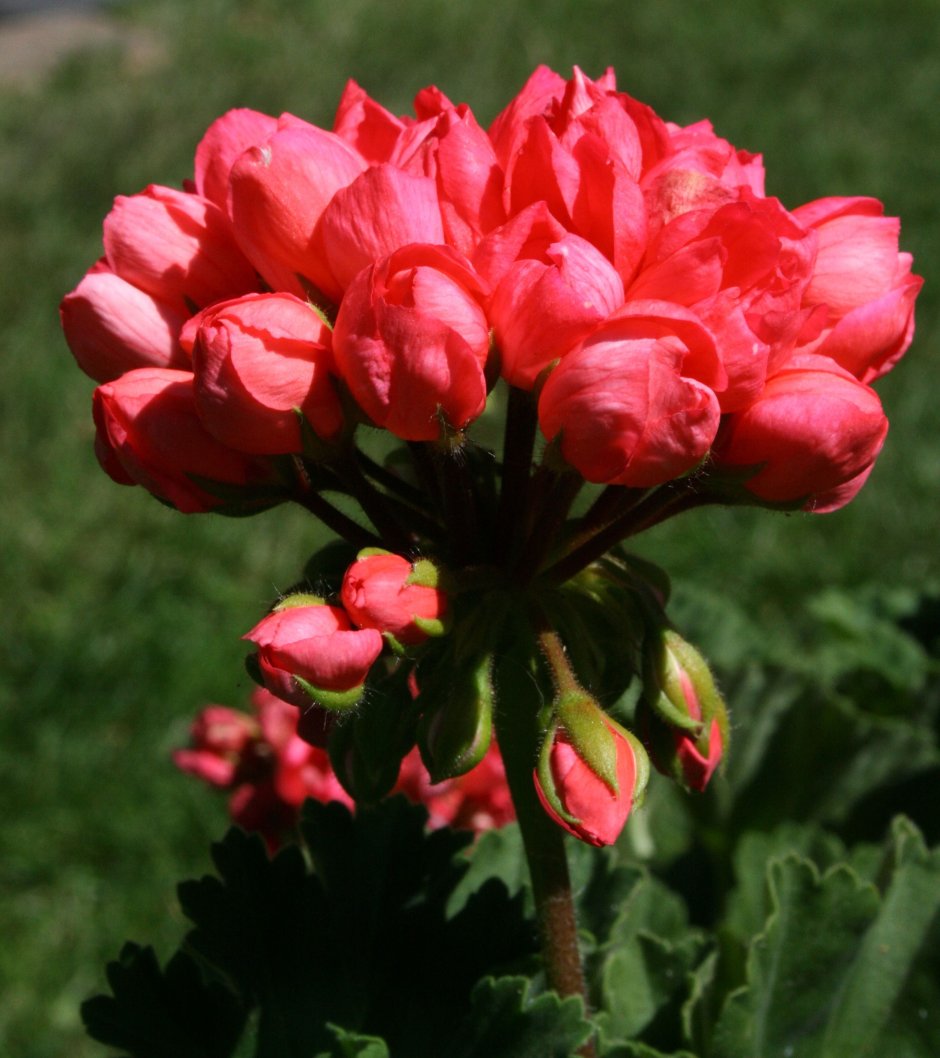 Пеларгония тюльпановидная Андреа
