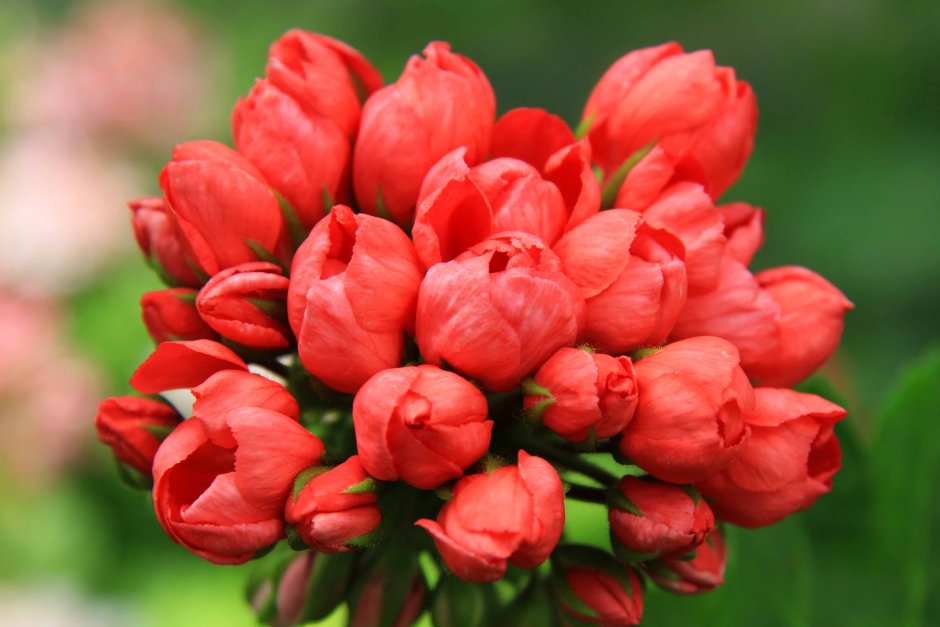 Пеларгония тюльпановидная Red