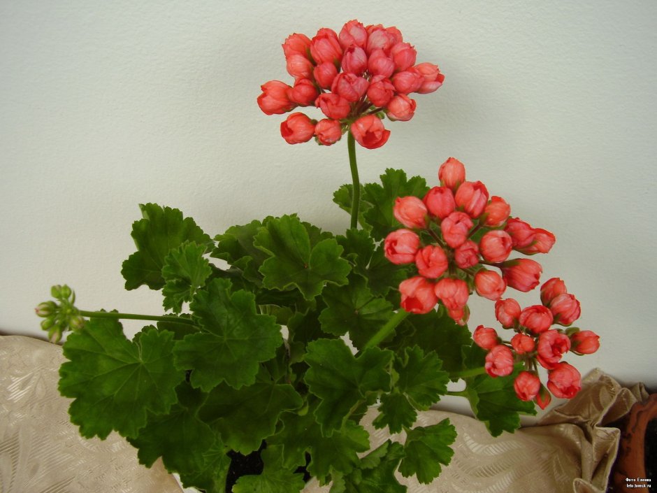 Пеларгония тюльпановидная Red pandora