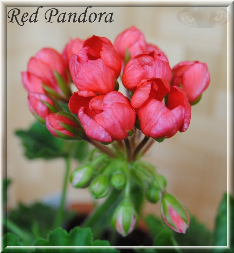 Pink pandora пеларгония