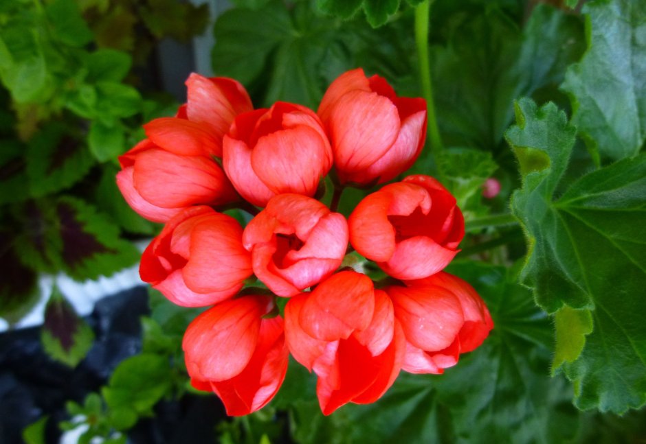 Пеларгония тюльпановидная Пандора
