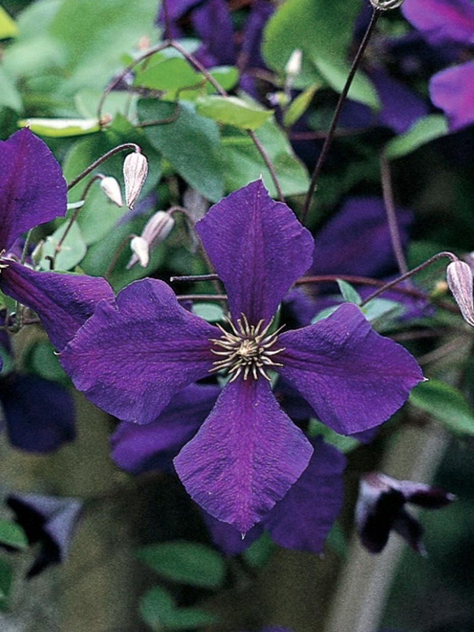 Клематис четырехлепестковый фиолетовый