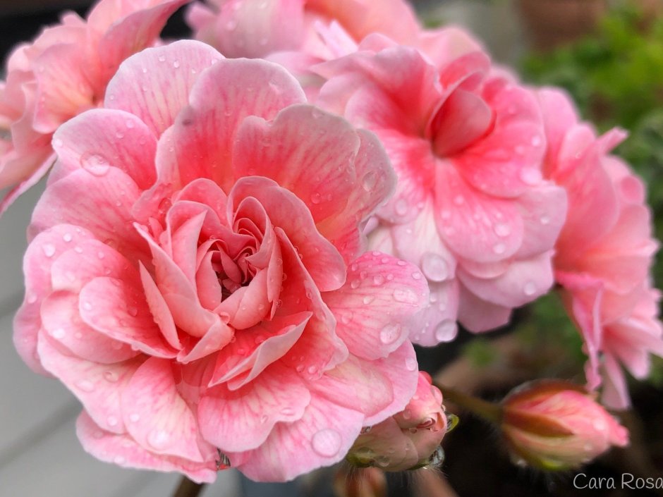 Пеларгония Кара роза