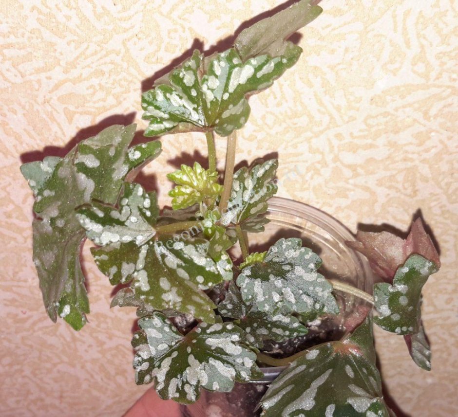 Begonia dregei (бегония)