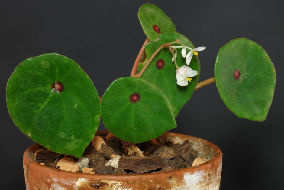 Begonia conchifolia var. Rubrimacula