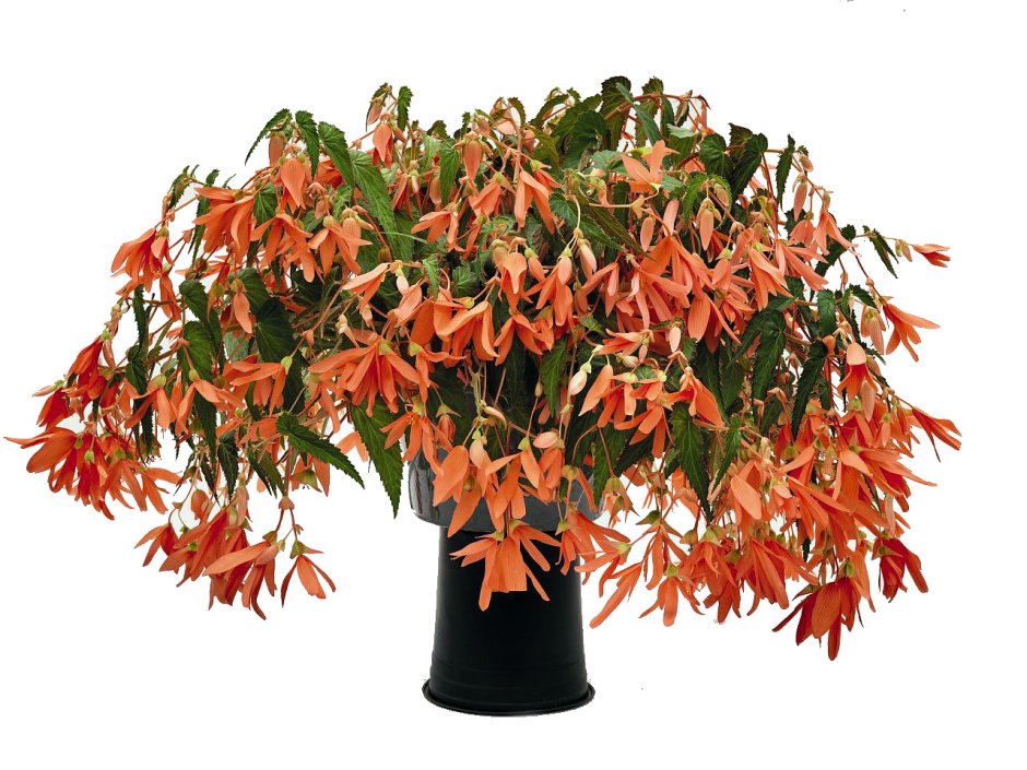 Бегония боливийская (Begonia boliviensis) San Francisco