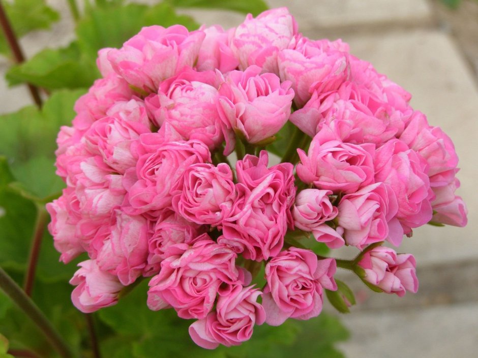 Australian Pink Rosebud пеларгония