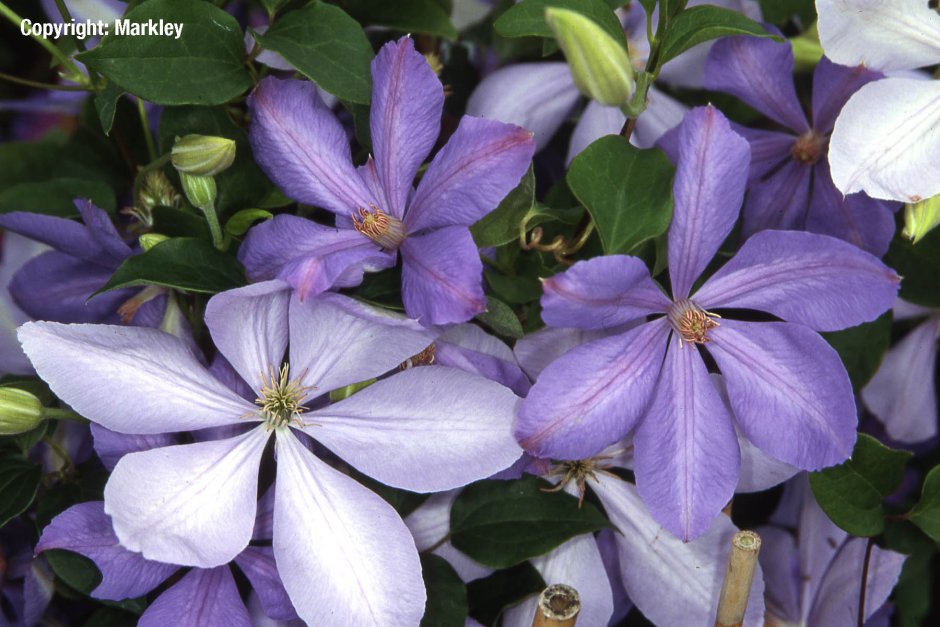 Клематис (Clematis) Mrs Cholmondeley