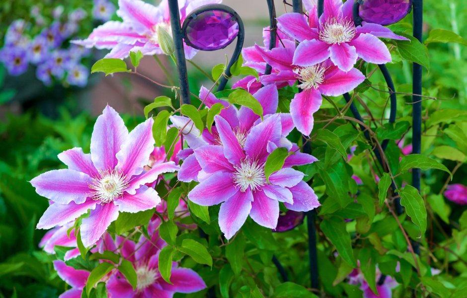 Клематис (Clematis Bieszczady earthquake) p8/p9