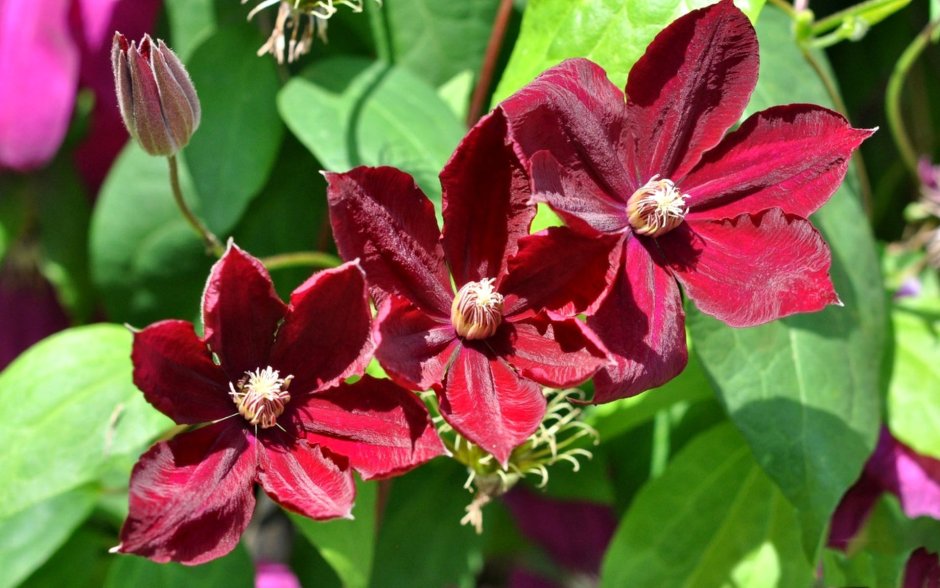 Клематис (Clematis) rouge Cardinal