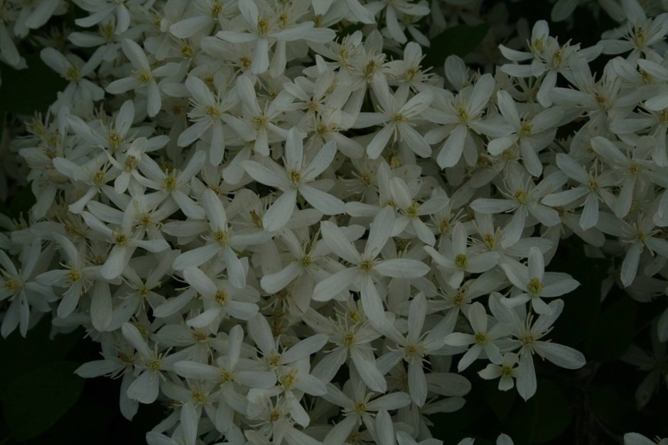 Клематис маньчжурский мелкоцветковый