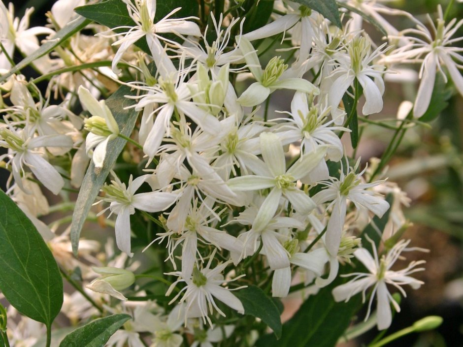Клематис мелкоцветковый белый Ломонос
