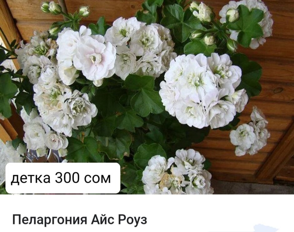 Пеларгония Pelargōnium Ice Rose