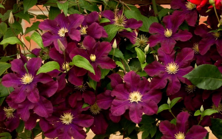 Клематис (Clematis) Warszawska Nike