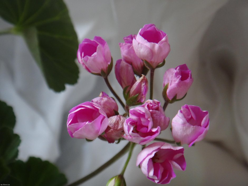 Пеларгония тюльпановидная Linnea Andrea