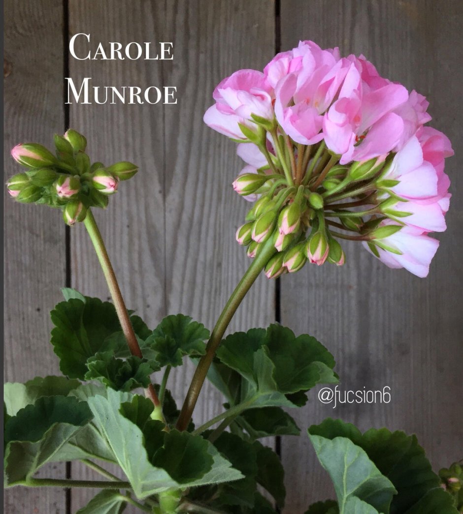 Пеларгония махровая Carole Munroe 170