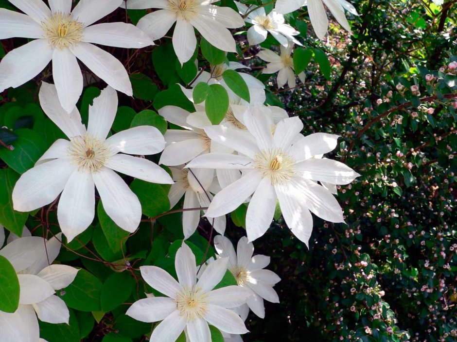 Клематис Clematis henryi