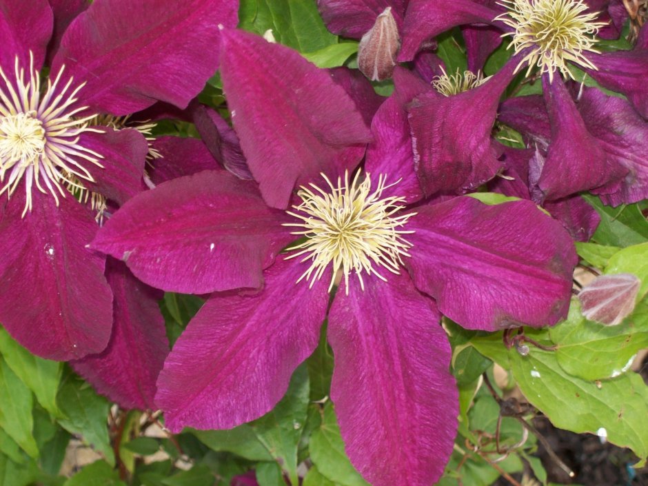 Клематис Clematis Niobe