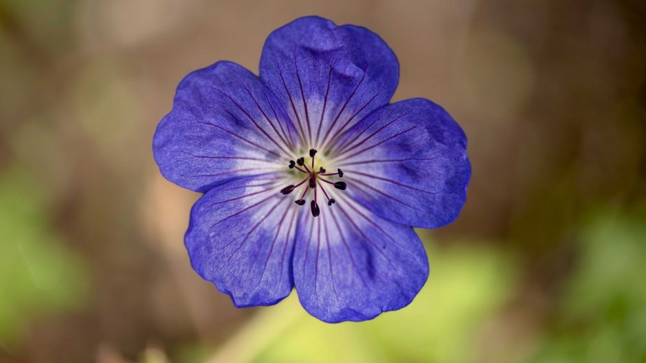 Синий цветок с четырьмя лепестками продается зимой