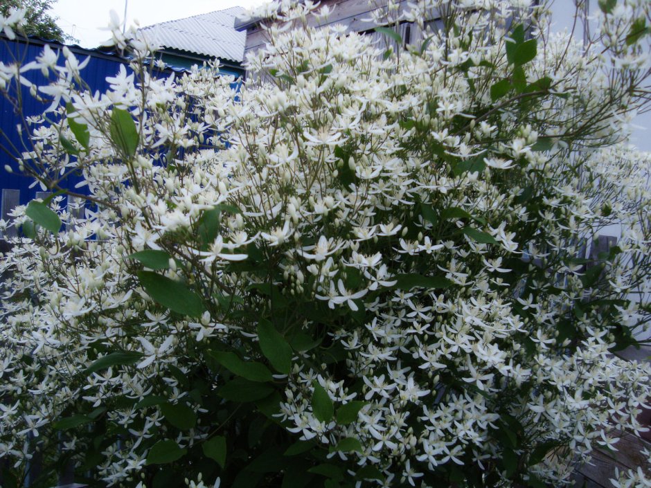 Клематис мелкоцветковый белый Ломонос