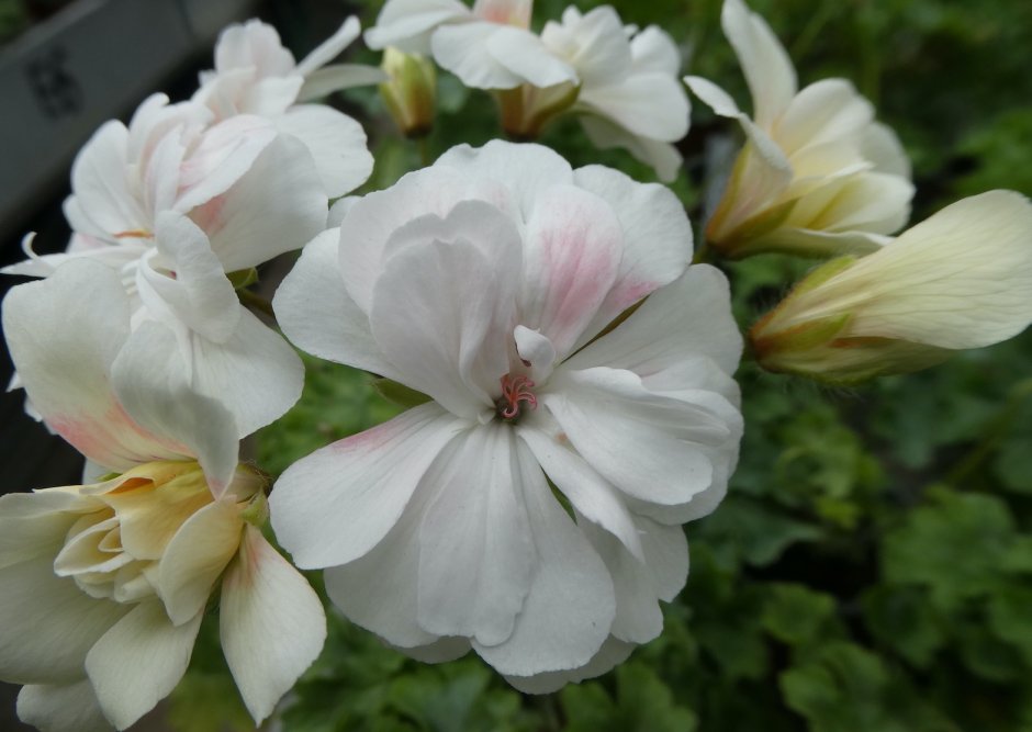 Gardenia пеларгония