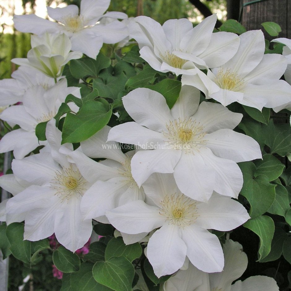 Клематис Clematis 'Madame le Coultre'