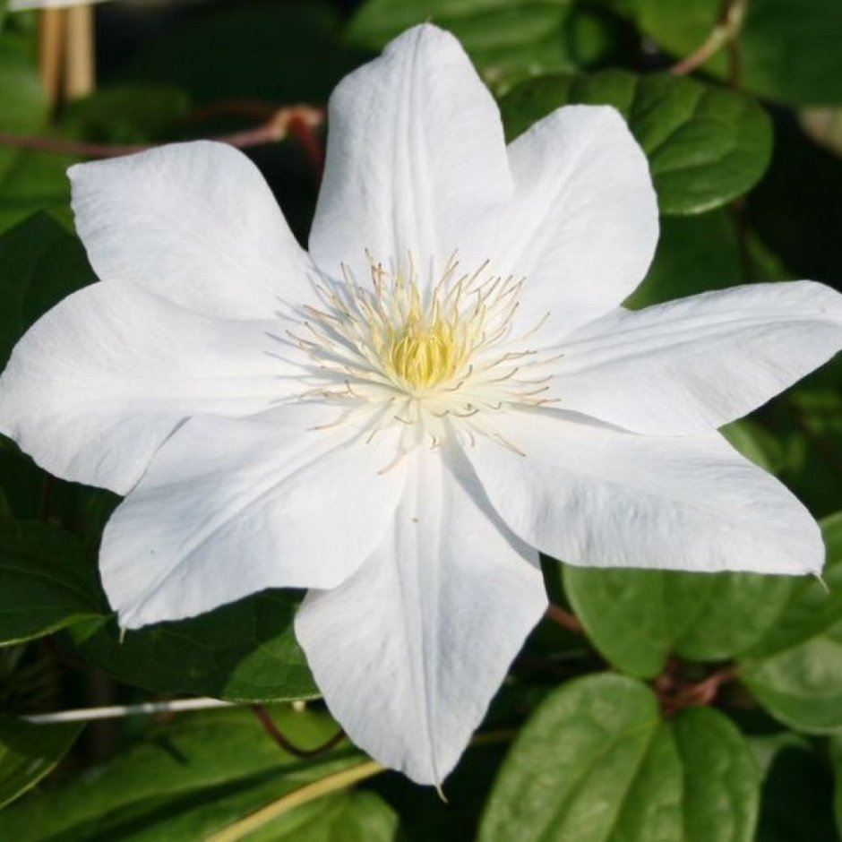 Клематис Clematis "Sylvia Denny"