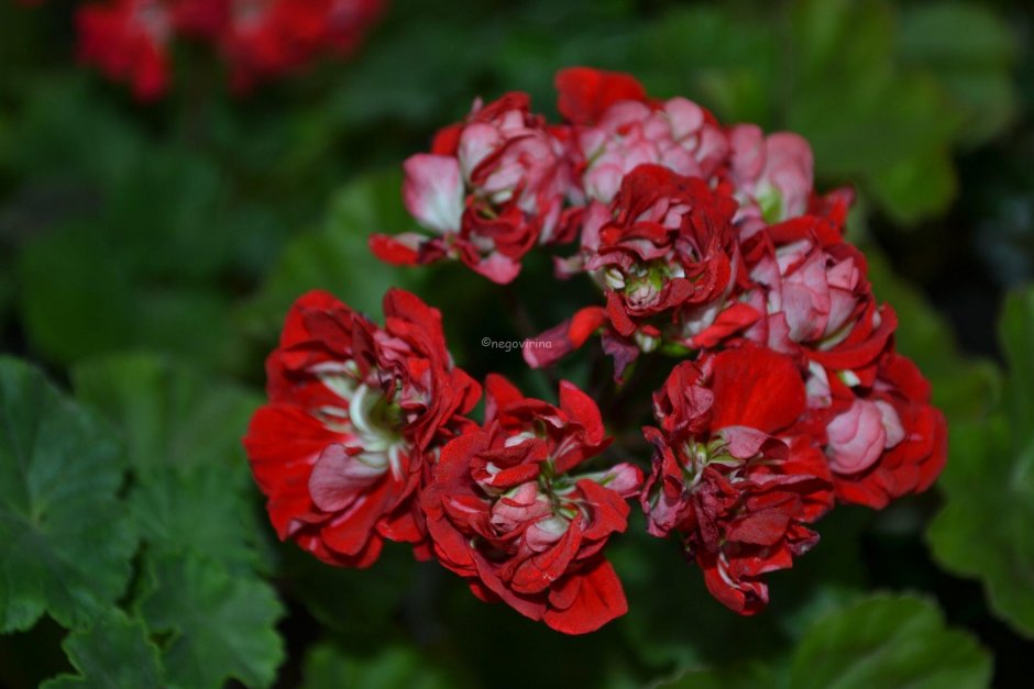 Brixworth Rosebud пеларгония