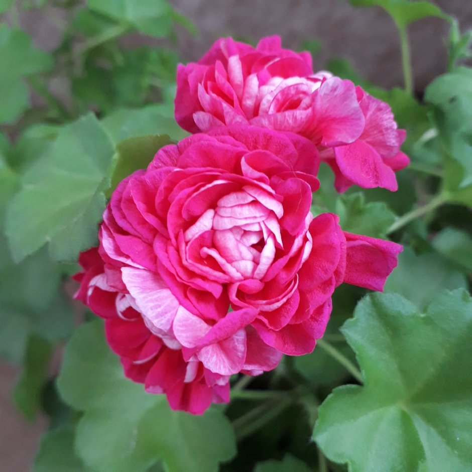 Квадра Quadra канадская роза