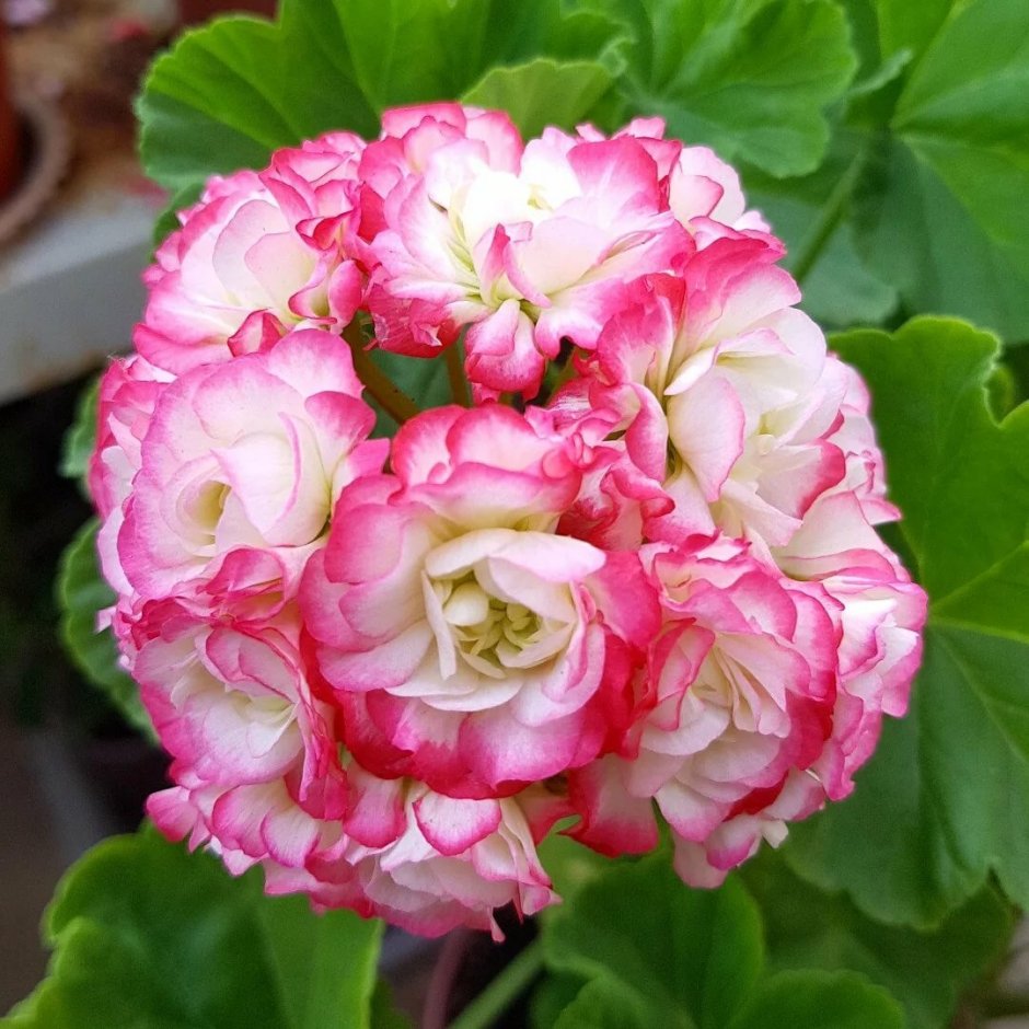 Пеларгония розебудная Sutarves Klara San