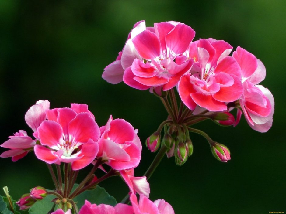 Таира Сибирская роза пеларгония