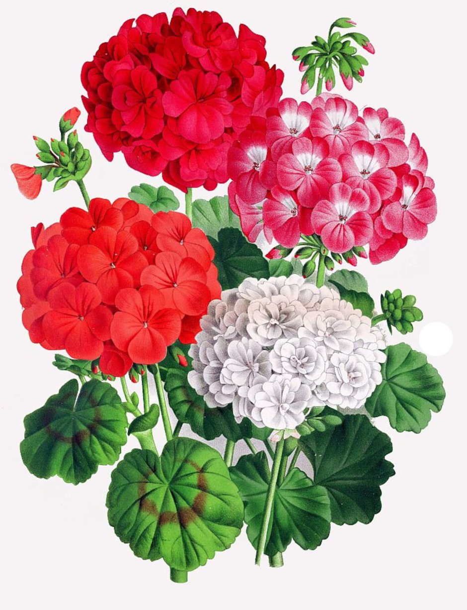 Пеларгония зональная Ботаническая иллюстрация