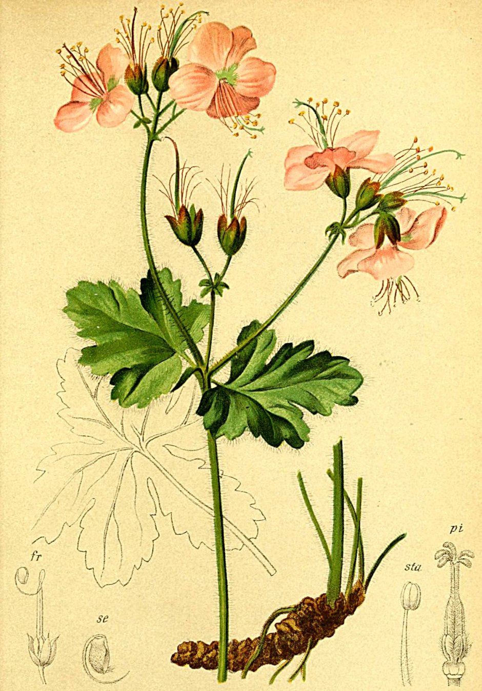 Пеларгония ботаника