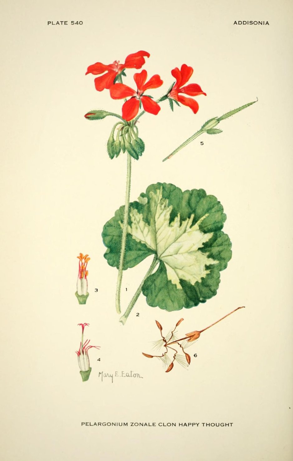 Пеларгония Ботаническая иллюстрация