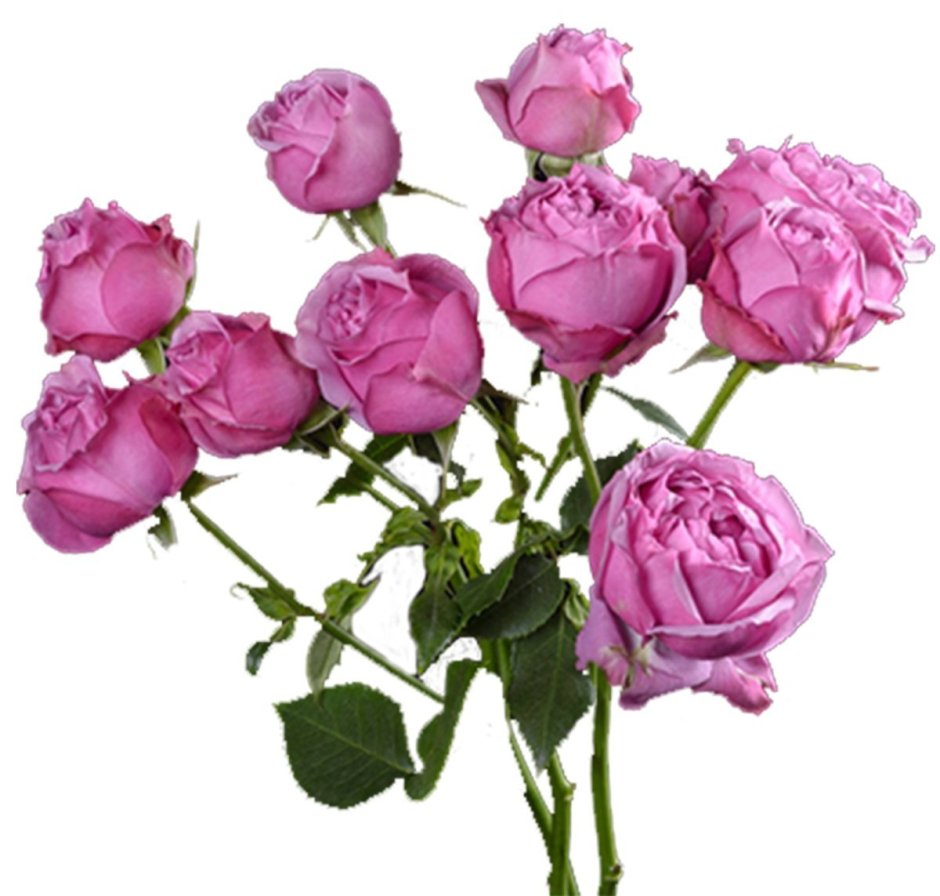 Кустовая пионовидная роза Мисти Баблс