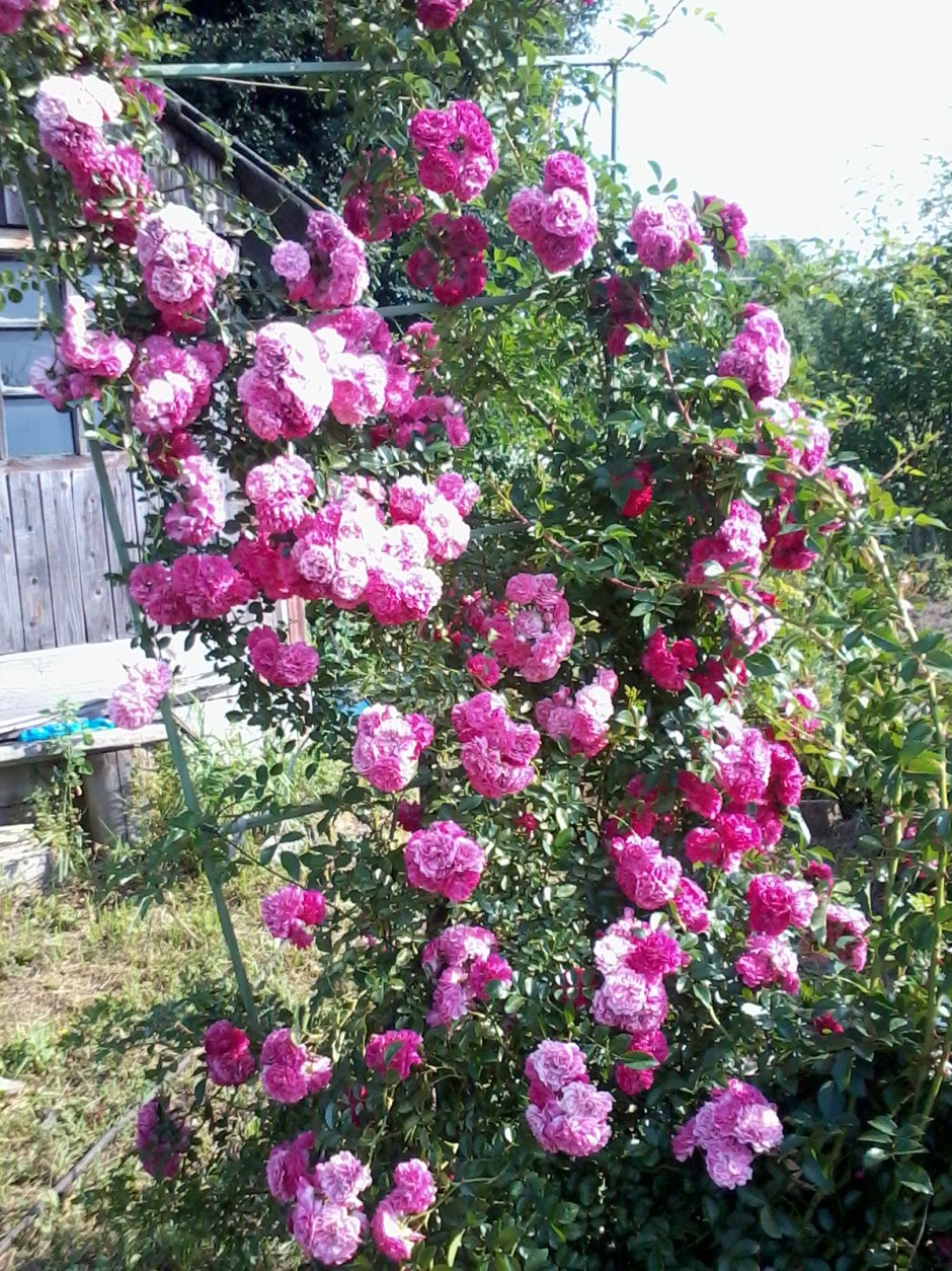 Ванила фрайз плетистая роза