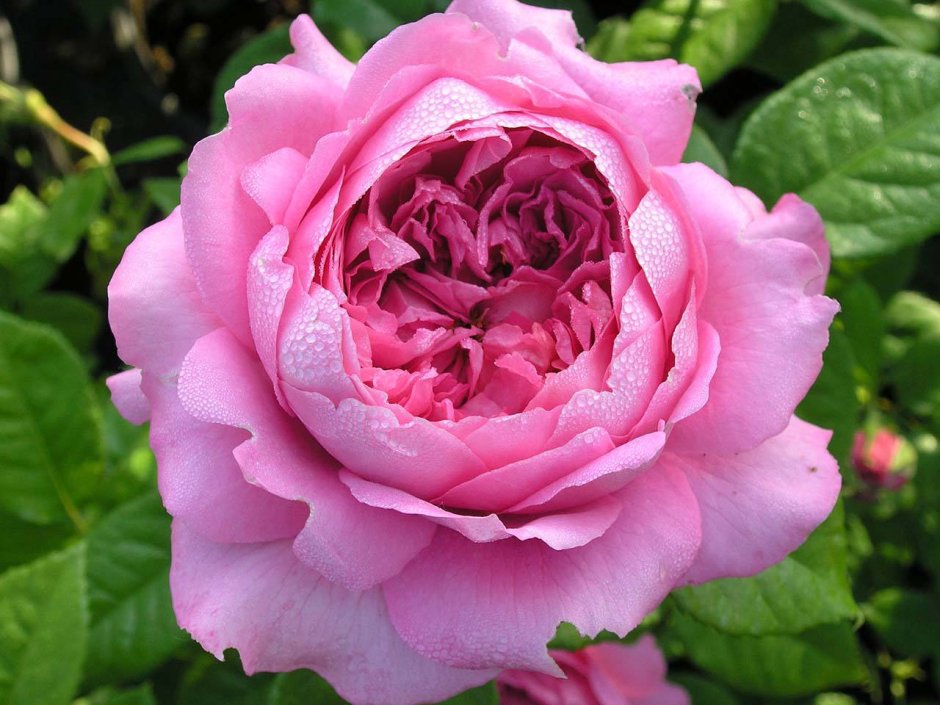Роза сорт Chantal Merieux