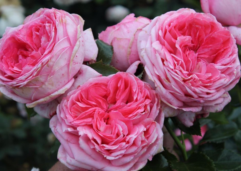 Роза роз де Цистерсьен