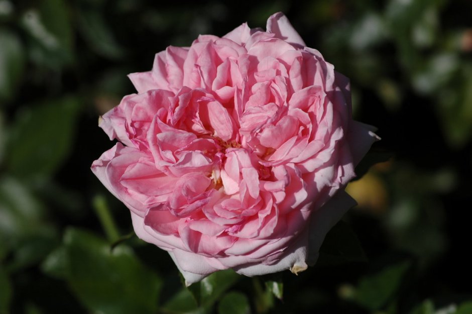 Роза мадам Дельбар
