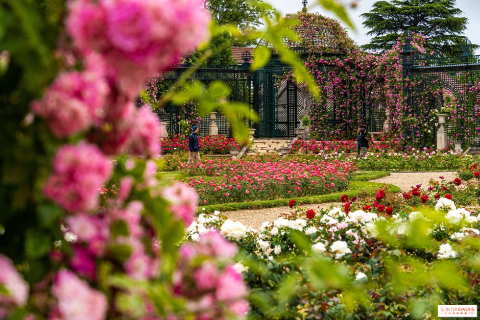 Кенсингтон Gardens роза Гарденс
