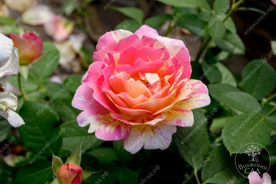 Роза роз де СИСТЭРСЬЯН флорибунда (Садовита)