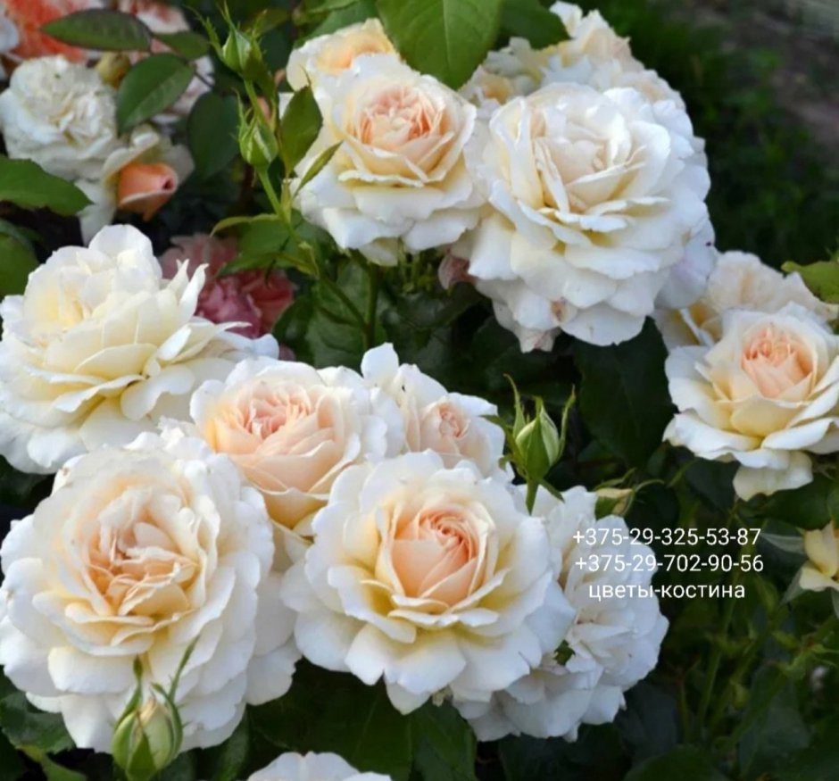 Роза Чандос Бьюти чайно-гибридная роза