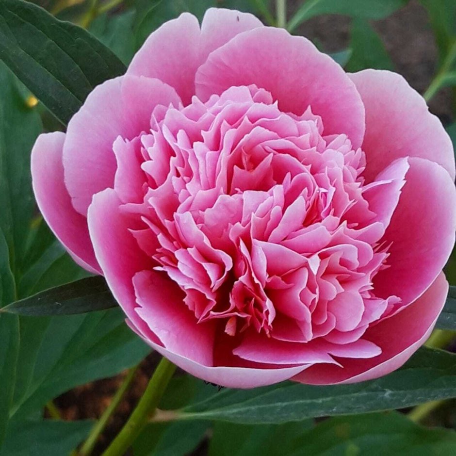 Пион Этчед Салмон Paeonia Etched Salmon