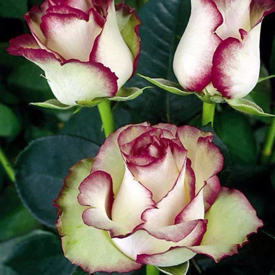 Роза чайно-гибридная экзотика (Exotica)