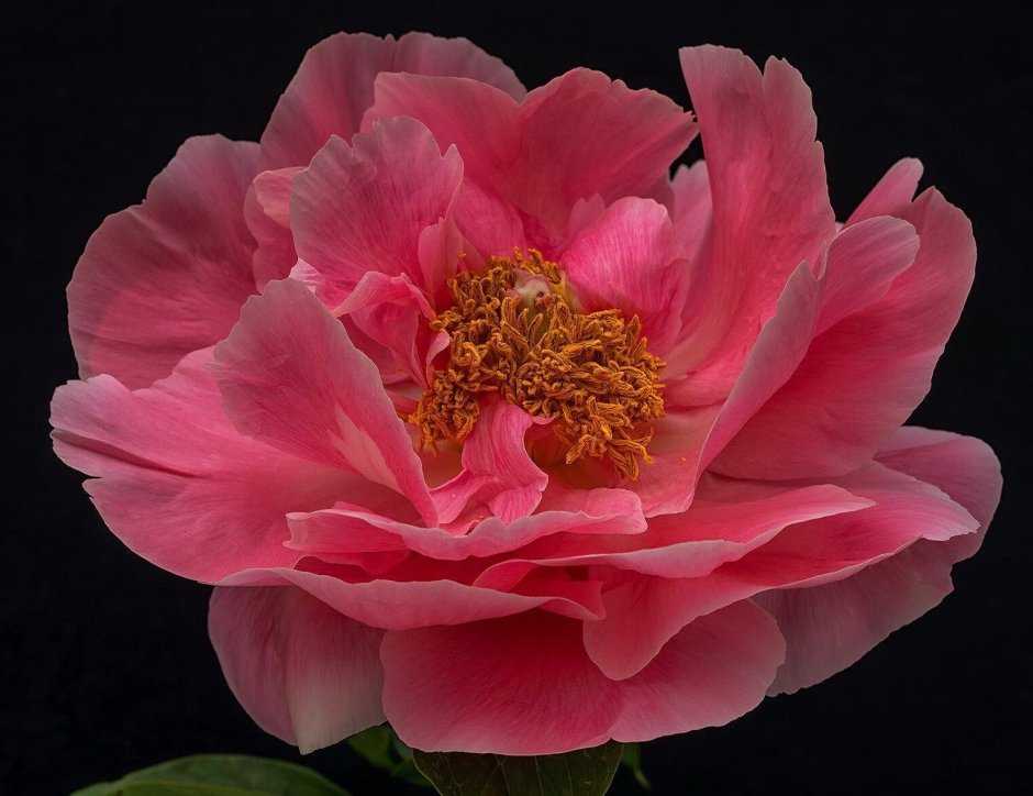 Пион Салмон Шиффон Paeonia Salmon Chiffon