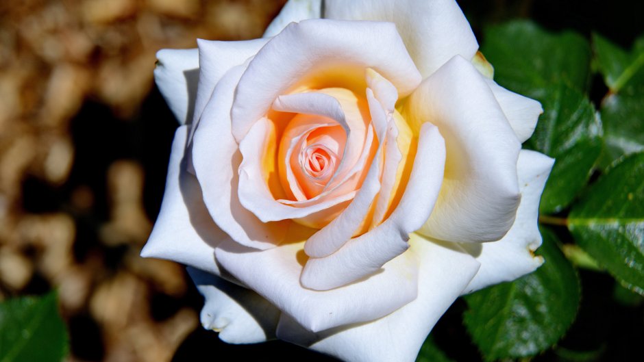 Роза Титаник чайно-гибридная роза