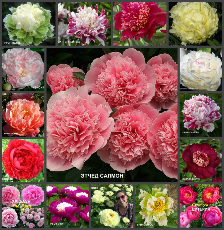 Пион Салмон Шиффон Paeonia Salmon Chiffon