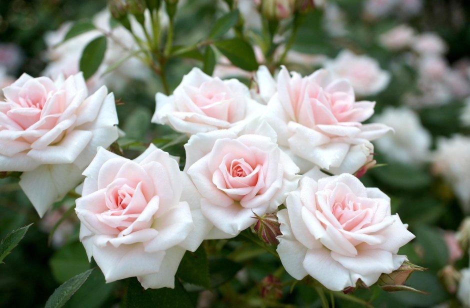 Роза мархенланд
